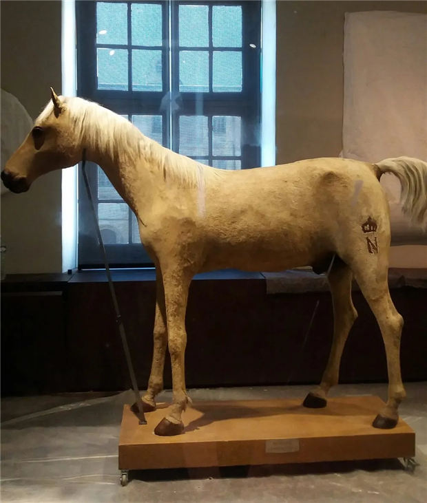 走进法兰西军事博物馆,看唯一被制作成标本的拿破仑战马 大陆赛马网 (1).jpg
