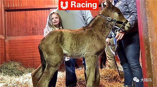 “星二代”出生!马王“加州铬”一年配种145次,CHC赚的盆满钵满-大陆赛马网.jpg