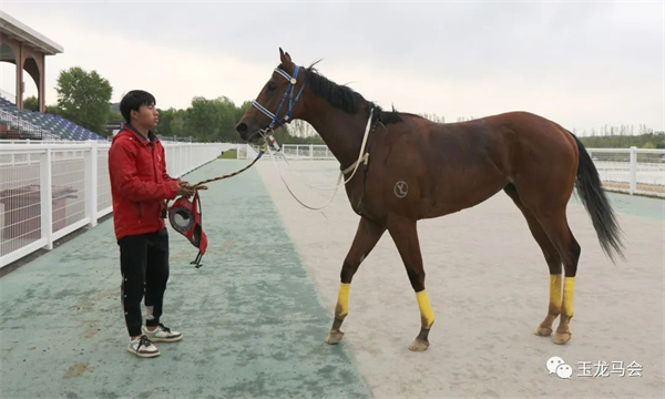 张明亮、陆金贵包揽2岁马赛事双冠!“骐骥东兴”、“飞霞踏雪”B组夺冠 大陆马 (5).jpg