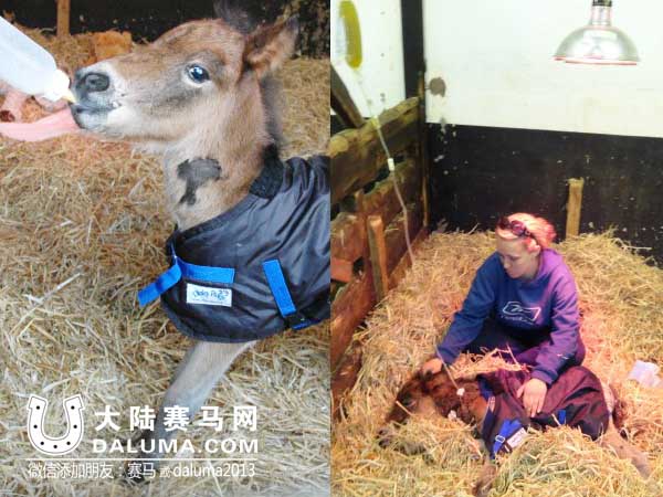 认熊当妈:英国一马驹“孤儿”把玩具泰迪熊当妈妈 大陆赛马网4.jpg