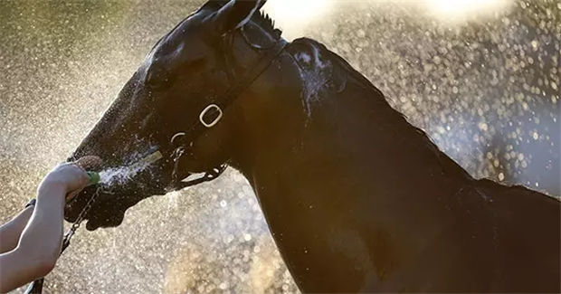 夏季护理照顾你的爱马,有10个建议不妨看看! 青马网大陆马.jpg