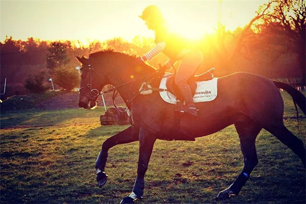 骑马,不仅仅只是骑在马背上 青马网大陆马.jpg