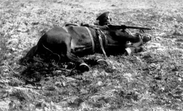 新冠疫情堪比第三次世界大战,你知道800万匹马死于一战么? 青马网大陆马 (7).jpg