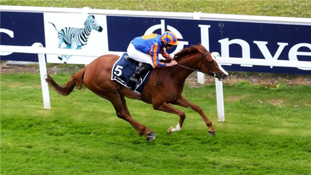 叶森橡树大赛冠军“心之所慕”将缺席爱尔兰橡树大赛 目标凯旋门大赛 大陆赛马网.jpg