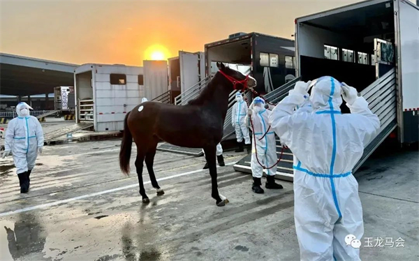 疫情后中国首架运马包机!玉龙马业75匹进口纯血马从爱尔兰顺利抵沪! (4).jpg