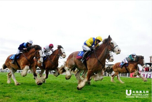 英国现超重量级跑马比赛 职业骑师策骑冷血马出战1.jpg