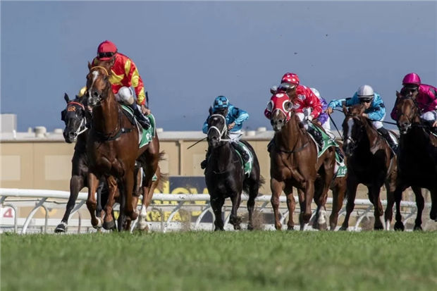 2岁公马“智者乐水”澳洲三级赛轻取冠军!为蒙骏和雅士新马主组合送上“贺礼”大陆赛马网 (3).jpg