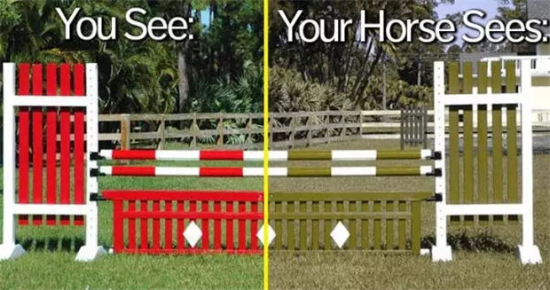 你知道马是色盲么? 青马网大陆马.jpg