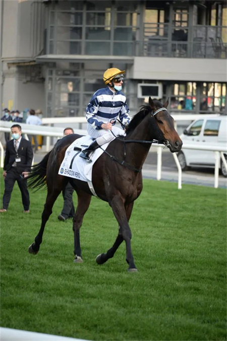 爱驹游泳死亡,打吡热门伤腿,不断损兵折将……香港顶级练马师霉运不断! 大陆马 (1).jpg