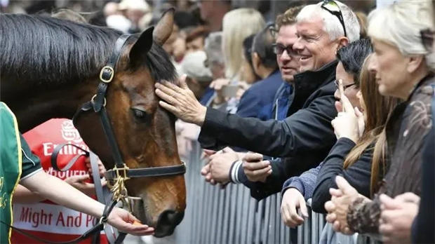 26岁的两届澳洲马王、7场一级赛冠军得主“神威”突发结症辞世 大陆赛马网.jpg