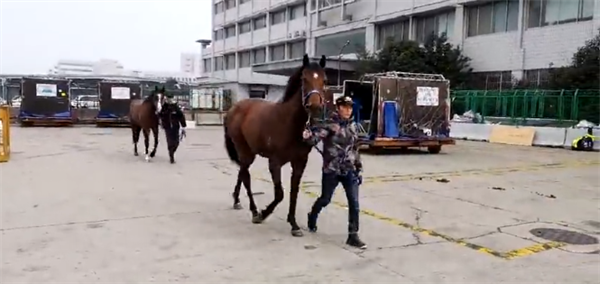 疫情后中国首架运马包机!玉龙马业75匹进口纯血马从爱尔兰顺利抵沪! (1).png