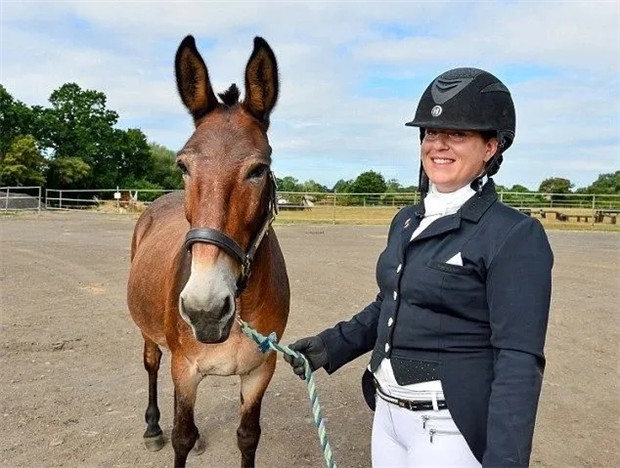 我是不是做错什么了?作为一头骡子,盛装舞步比赛我不小心把马赢了…… 青马网大陆马 (3).jpg