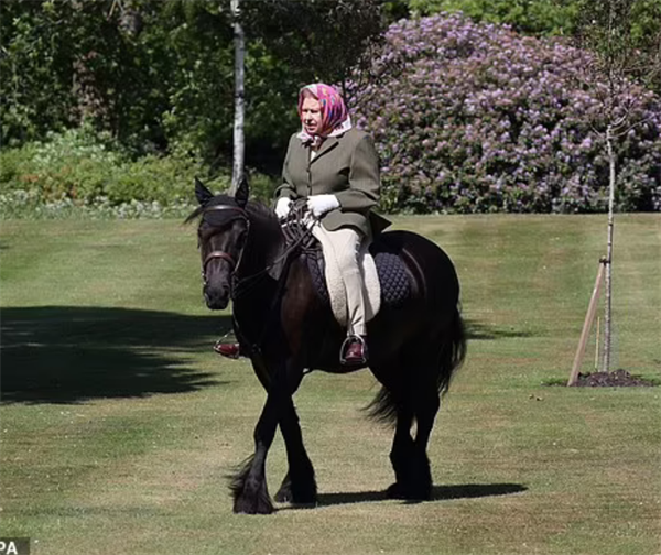 英国女王现身皇家温莎马展 大陆马 (4).png