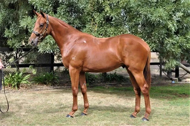 和顺丰马业“非凡荣光”新西兰斩获首冠:3.2万澳币购自殷利殊 大陆赛马网 (3).jpg