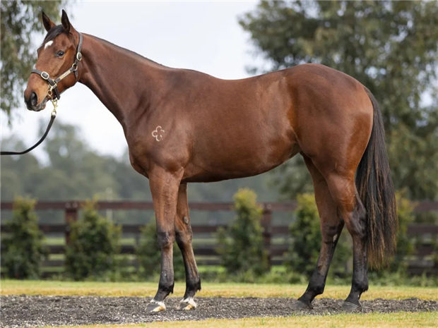 日澳买家争相抢购!玉龙三匹周岁马在澳洲售出600万高价 大陆赛马网 (3).jpg