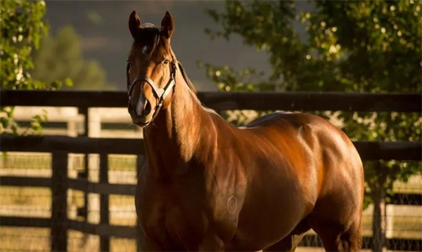 “遥远星空”收获第14匹锦标赛冠军子嗣 大陆马.png