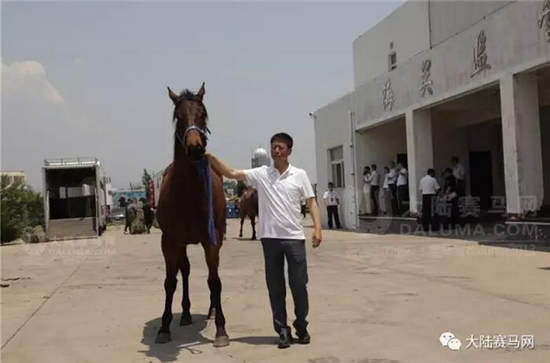 玉龙马业,81,澳洲纯血马,包机,太原机场,进口马匹,历史2.jpg