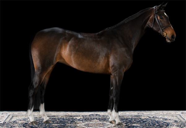 19匹马超2300万成交额!全球顶级温血马拍卖会完美收官! 大陆马 (9).png