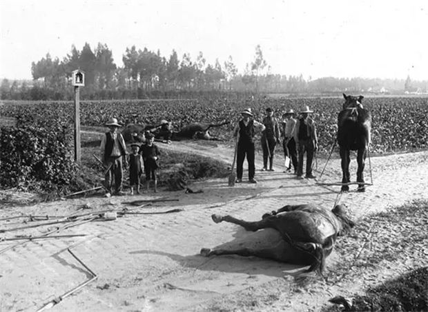 新冠疫情堪比第三次世界大战,你知道800万匹马死于一战么? 青马网大陆马 (10).jpg