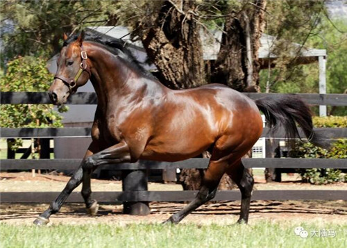 三匹赛驹冲击千万赛事冠军:澳洲Aquis雅士牧场频出亮眼大招6.jpg
