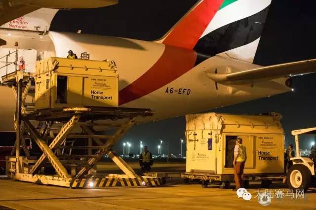 奥运参赛马匹坐商务舱抵达巴西:华天和“堂·热内卢”里约最新动态 7.jpg