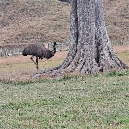 比赛场地出现的鸸鹋