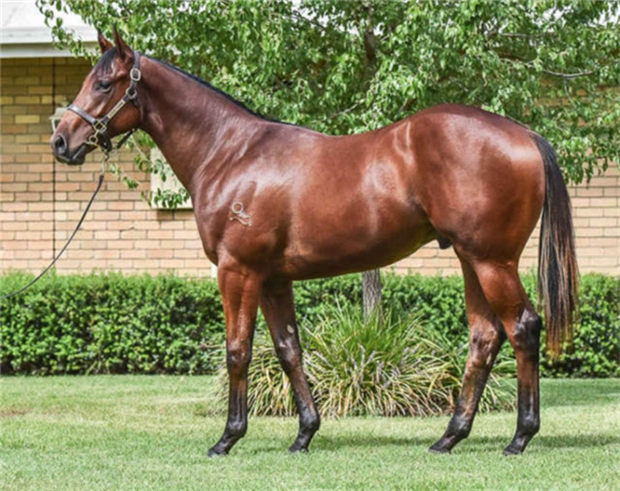 Aquis Farm雅士牧场与日发牧马堂共有三岁公马“碧蕙山”退役配种:已有两匹“皮耶罗”子嗣种公马! 大陆赛马网.jpg