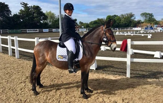 我是不是做错什么了?作为一头骡子,盛装舞步比赛我不小心把马赢了…… 青马网大陆马 (4).jpg