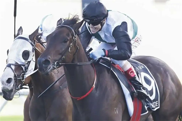 澳洲一级赛冠军马规划来港参赛 大陆马.jpg