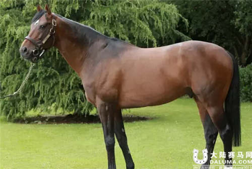 2016世界纯血马坛16大看点(下)7.jpg