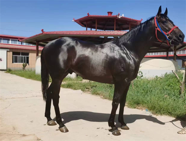 中国马主联盟专栏丨32匹首批认证种公马之“富安龙驹” 大陆马 (2).png
