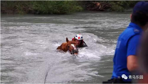 骑手让马儿在河边喝水,结果掉进河里了……可,骑手还在马背上!1.jpg