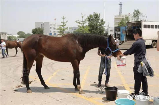 玉龙马业81匹澳洲纯血马包机抵达太原机场:创山西进口马匹历史15.jpg