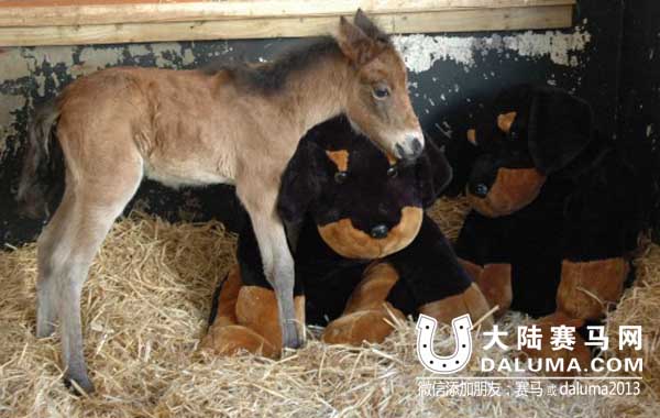 认熊当妈:英国一马驹“孤儿”把玩具泰迪熊当妈妈 大陆赛马网2.jpg