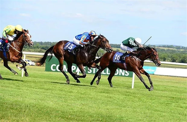 玉龙马业2岁公马“幸运维加”爱尔兰首秀夺冠:击败“伽利略”马主赛驹 大陆赛马网 (1).jpg