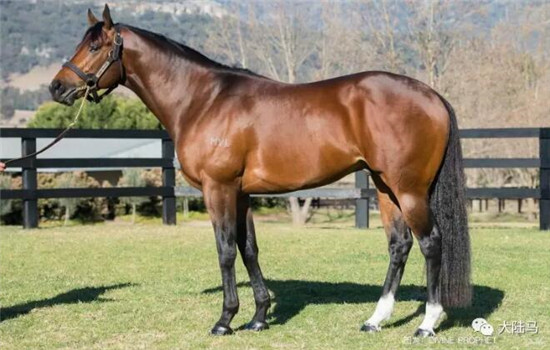 Aquis雅士牧场,五连胜,赛马,日光,350万澳币,金拖鞋 大陆马 大陆赛马网 (10).jpg