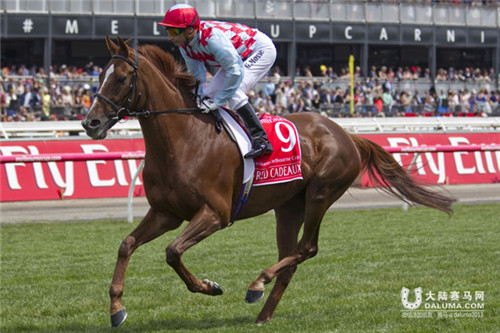 英国赛马“红色礼物”伤重不治被实施安乐死 五度参加墨尔本杯 大陆赛马网 (1).jpg