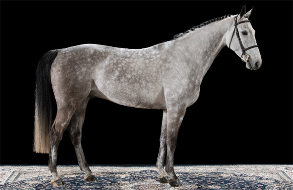 19匹马超2300万成交额!全球顶级温血马拍卖会完美收官! 大陆马 (11).png