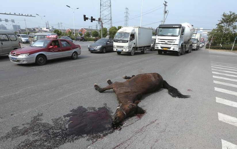 温州市民闹市骑马 18万骏马车祸被撞死 大陆赛马网.jpg