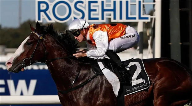 澳洲种马巡礼之“舞不停”:赛场速度之王,“犀利时”最快的儿子 大陆赛马网 (2).jpg