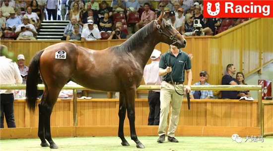 CHC百万马驹-大陆赛马网.jpg