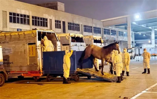 疫情后中国首架运马包机!玉龙马业75匹进口纯血马从爱尔兰顺利抵沪! (3).jpg