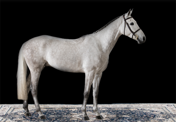 19匹马超2300万成交额!全球顶级温血马拍卖会完美收官! 大陆马 (3).png