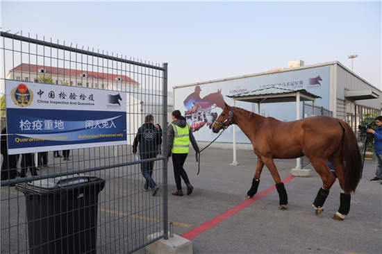 2017上海浪琴环球马术冠军赛首批赛马今晨抵沪7.jpg