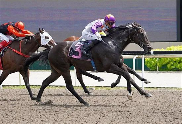 新加坡练马师王坤耀将七岁“限量版”爆冷夺冠归功于兽医治疗 大陆马.jpg