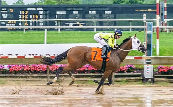 两届美国马王“加州铬”北美第一匹冠军赛马子嗣终于出现 大陆赛马网.jpg