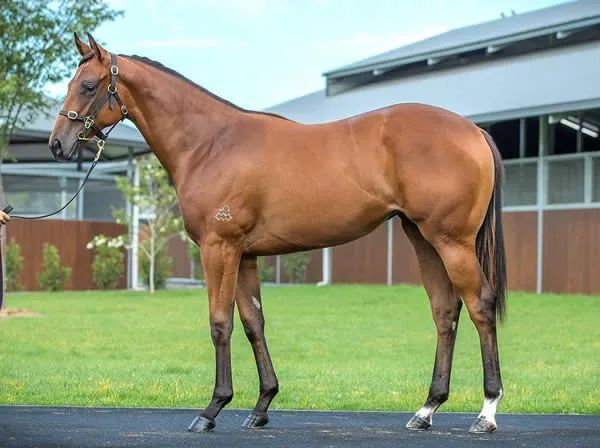 众里马业旗下赛马“众里皇后”在澳斩获冠军 大陆马.jpg