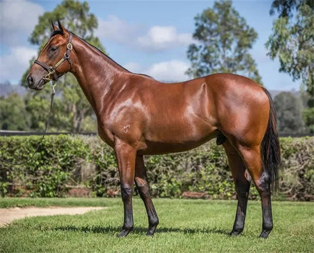 反超10匹马上演惊天大逆转!CHC杰士马主俱乐部三岁公马“匡提科”澳洲夺冠 大陆赛马网 (2).jpg