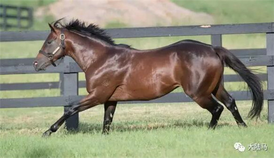 Aquis雅士牧场,五连胜,赛马,日光,350万澳币,金拖鞋 大陆马 大陆赛马网 (9).jpg