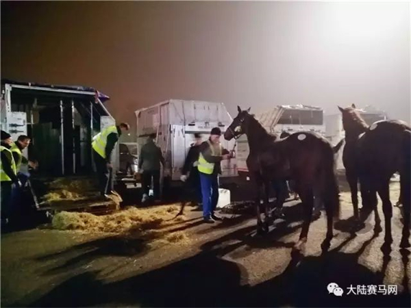 疫情后中国首架运马包机!玉龙马业75匹进口纯血马从爱尔兰顺利抵沪! (1).jpg
